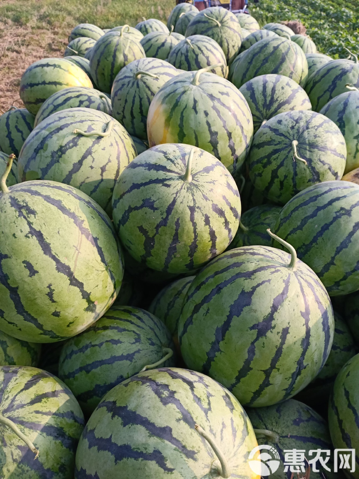 太康縣西瓜最新價格，時代背景下的瓜價變遷