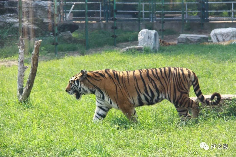 動(dòng)物園老虎吃人事件揭秘，科技重塑現(xiàn)實(shí)，震撼體驗(yàn)新紀(jì)元