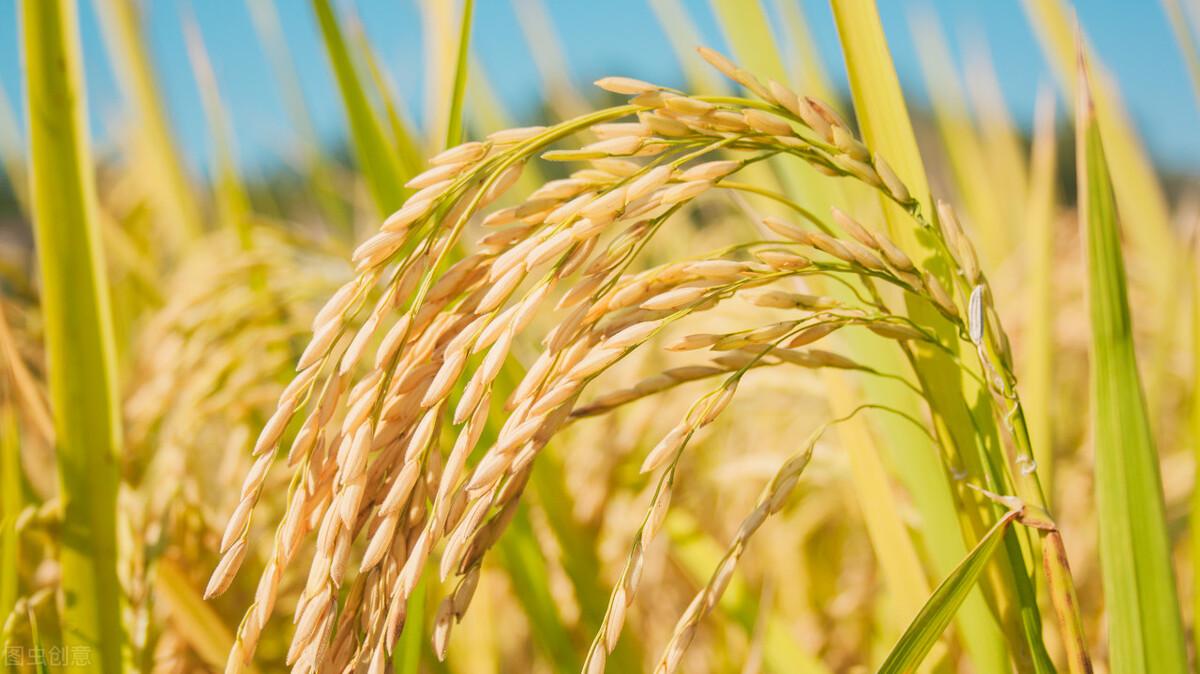 水稻最新價(jià)格行情預(yù)測(cè)，稻田故事中的溫情與價(jià)格走勢(shì)分析