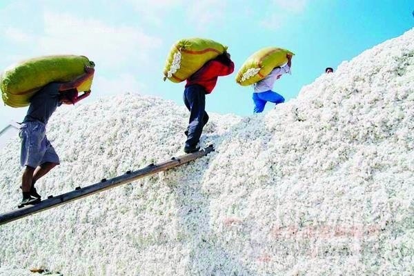 山東最新棉花補(bǔ)貼政策解讀，智能生活啟航！