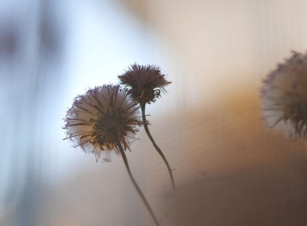 凡口草最新專輯，科技與生活融合之作，引領未來音樂潮流