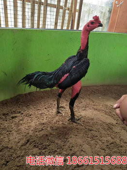 2025斗雞最新視頻，競技與飼養(yǎng)樂趣的完美結合