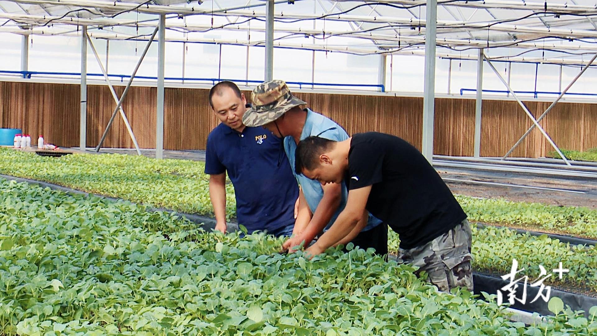 西蘭花最新價(jià)格行情與探索自然美景的旅行體驗(yàn)